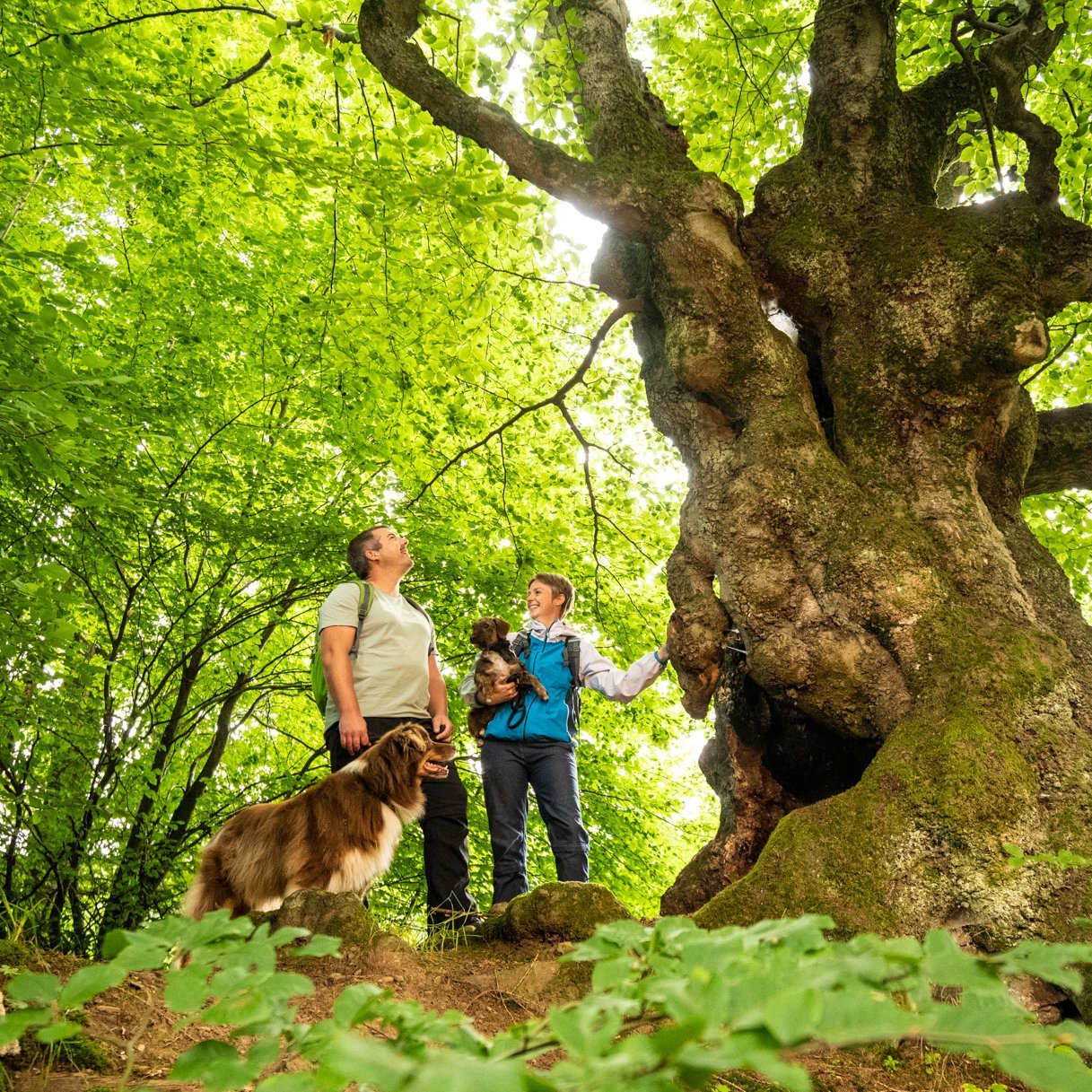Ein Paar mit zwei Hunden steht an einer alten, riesigen Buche.