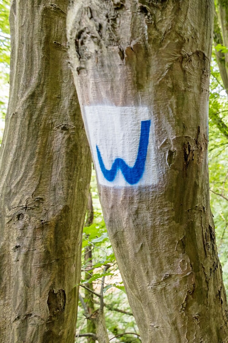 Die Markierung des Wiedwegs an einem Baum zeigt ein Blaues W auf weißem Grund