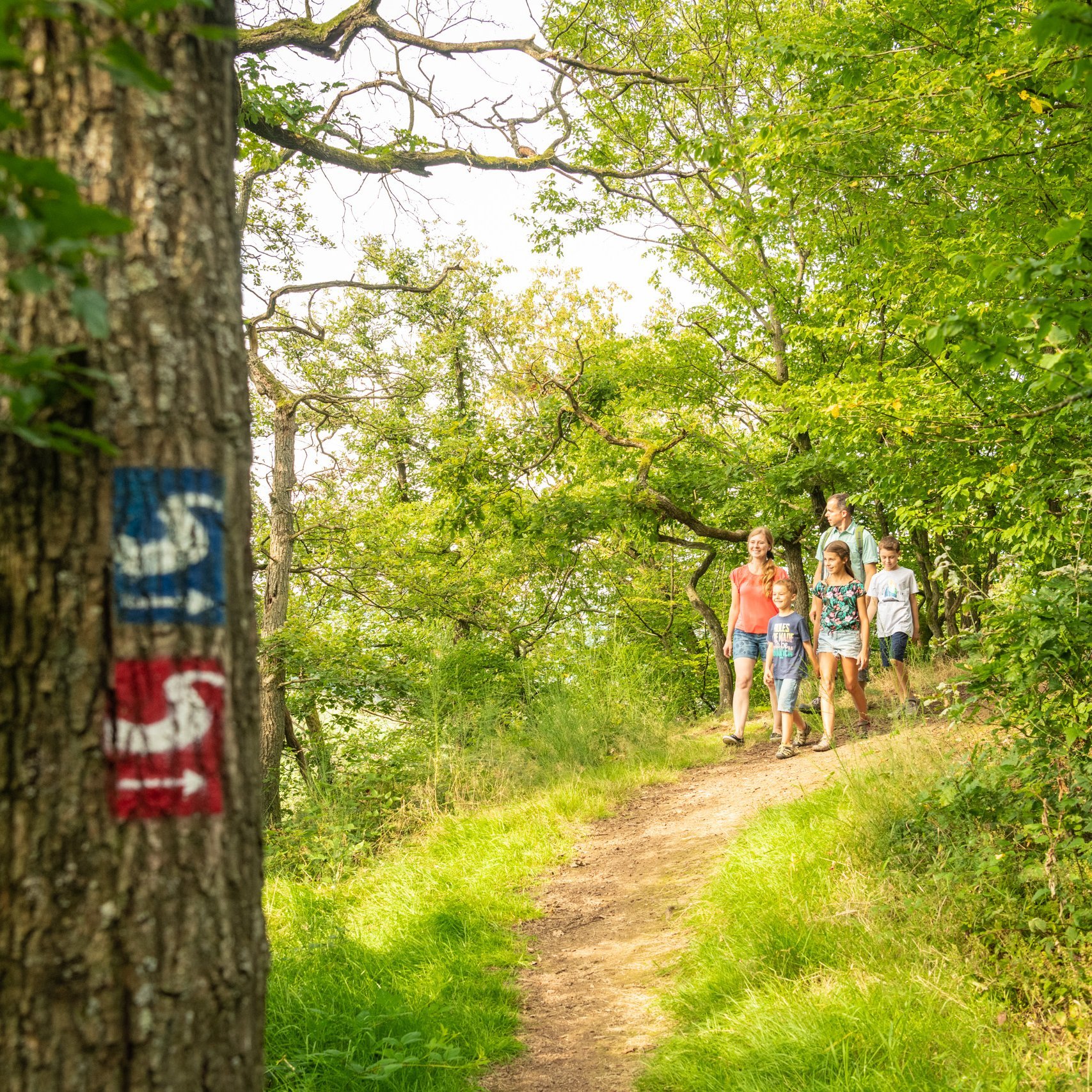Eine Familie befindet sich auf einem Wanderweg im Wald, im Vordergrund ist der Natursteig Sieg als blaues S und die Erlebniswege Sieg als rotes S auf einem Baum markiert. 
