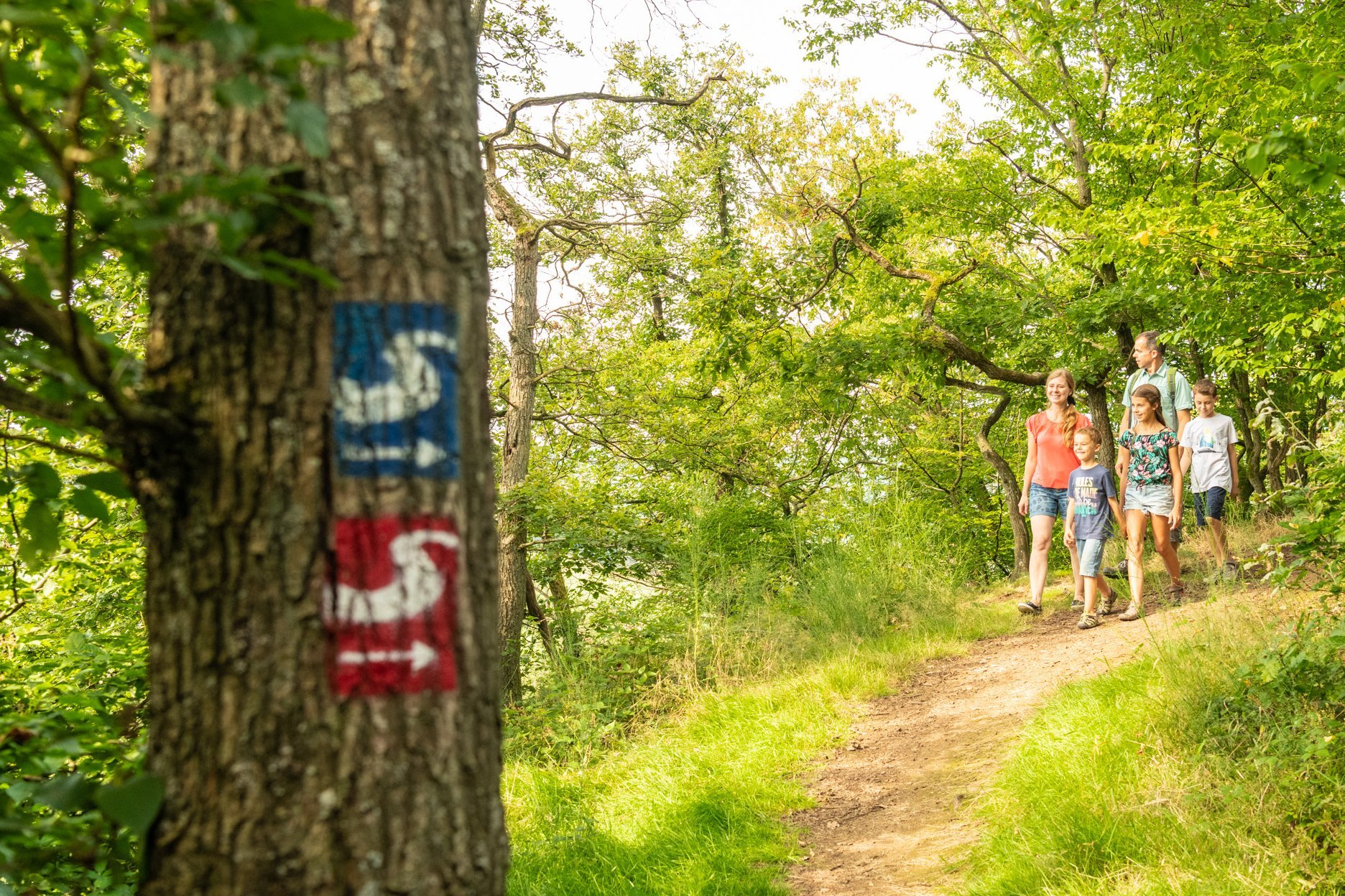 Eine Familie befindet sich auf einem Wanderweg im Wald, im Vordergrund ist der Natursteig Sieg als blaues S und die Erlebniswege Sieg als rotes S auf einem Baum markiert. 