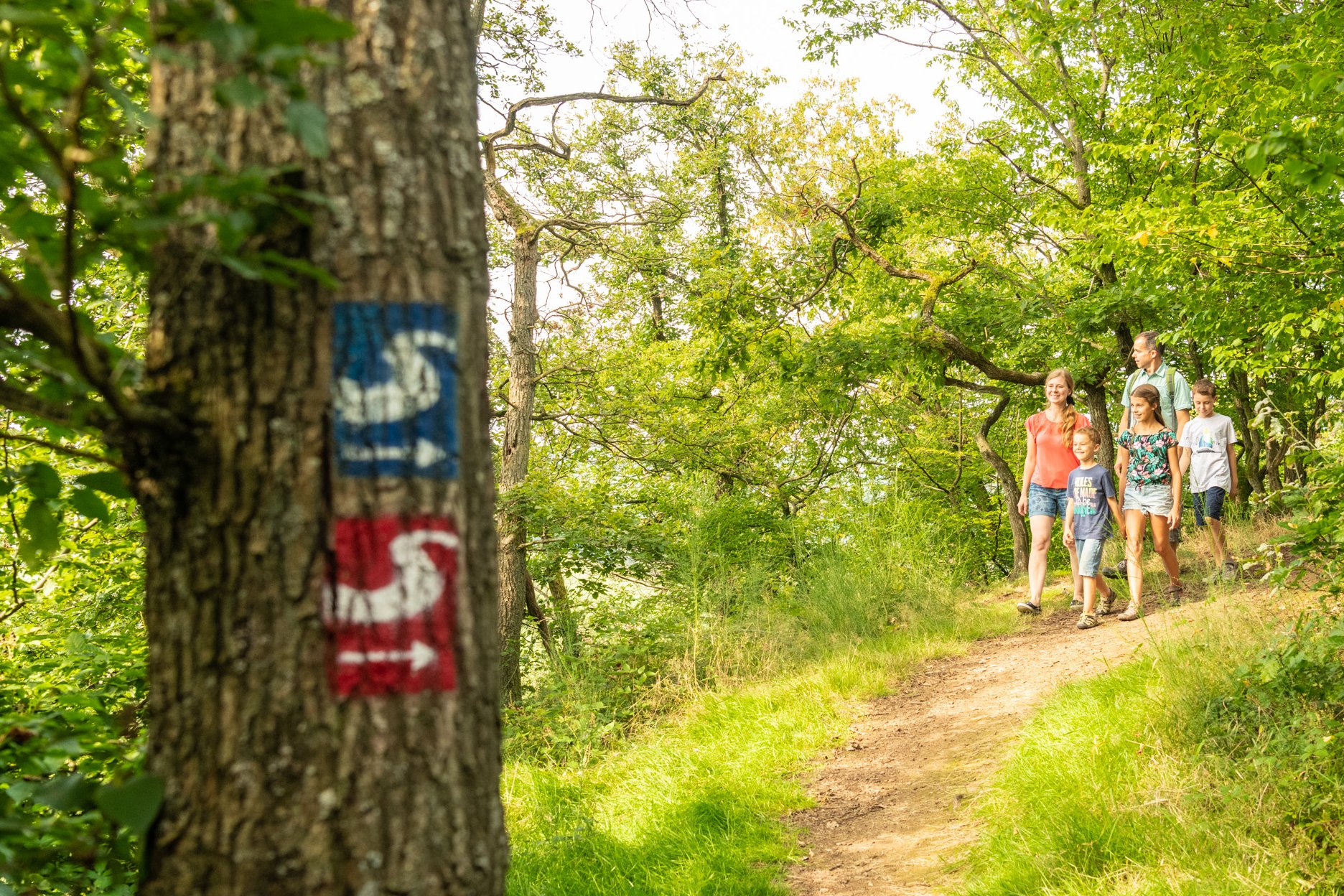 Eine Familie befindet sich auf einem Wanderweg im Wald, im Vordergrund ist der Natursteig Sieg als blaues S und die Erlebniswege Sieg als rotes S auf einem Baum markiert. 