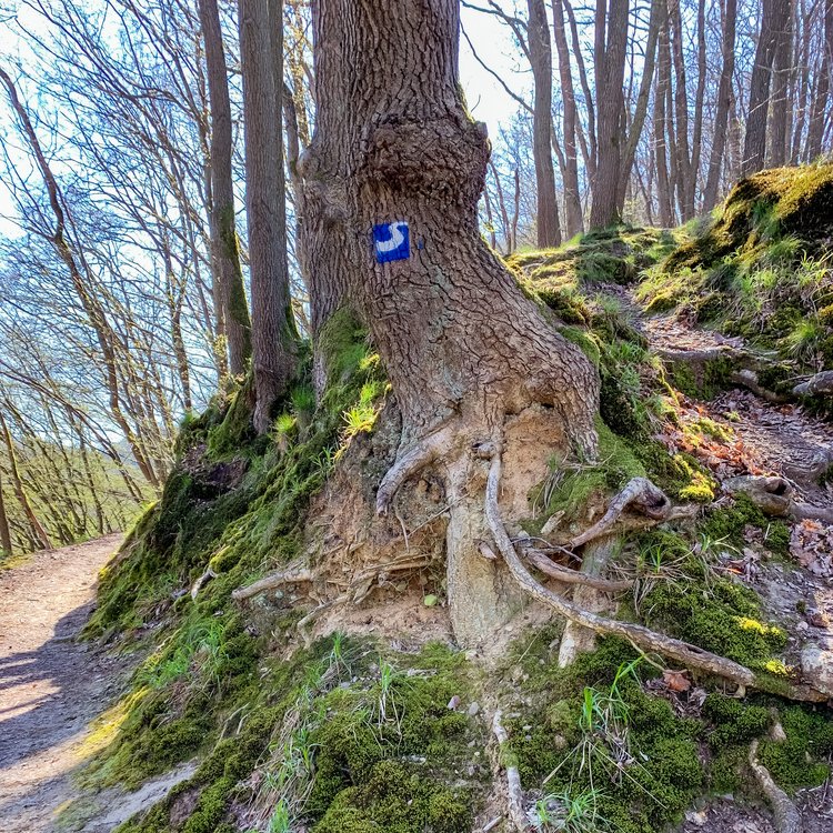 Die Markierung des Natursteig Sieg zeigt ein weißes S auf blauem Grund an einem Baumstamm einer Weggabelung