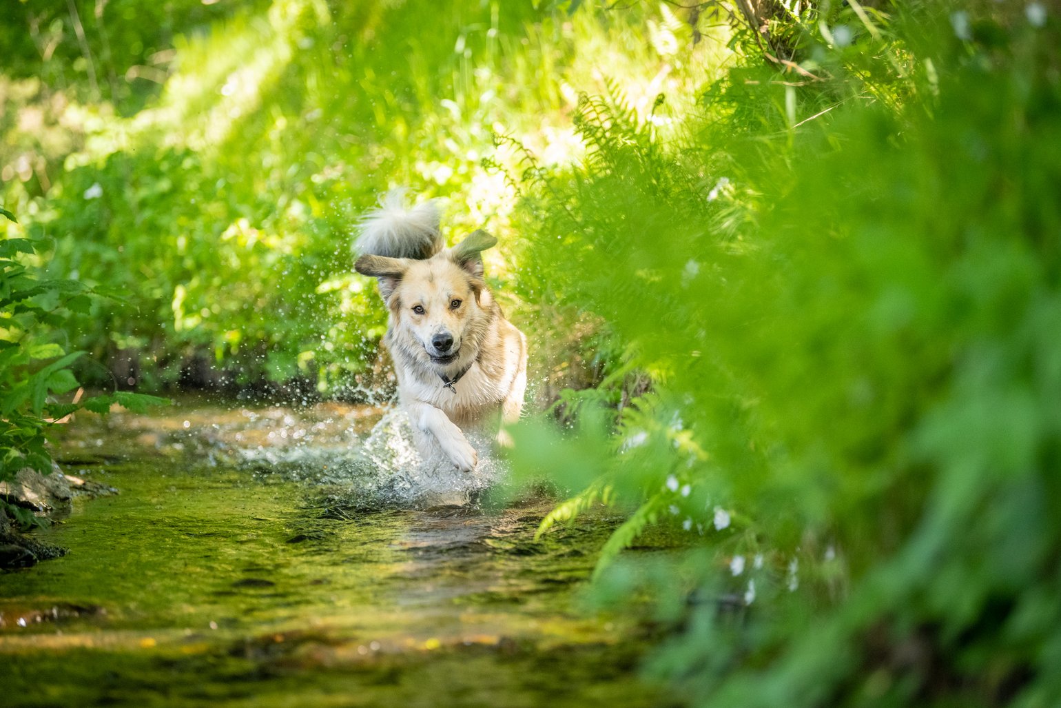 Ein Hund rennt durch einen Bachlauf im Wald. 