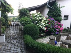 Hortensie