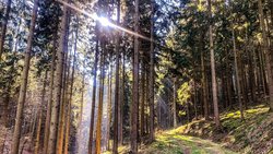 Giebelwald