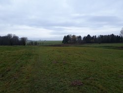 Feuchtwiesen