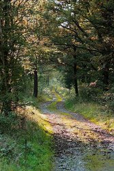 Bremsbahn Hohenseelbachskopf