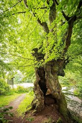 Hüllbuche, eine der ältesten Bäume der Umgebung