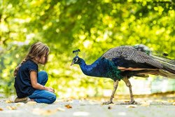 Tierpark Niederfischbach, Pfau
